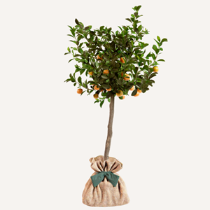 Calamondin - idée cadeau