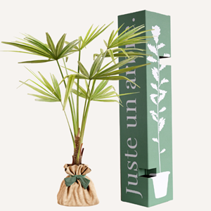 Palmier - idée cadeau
