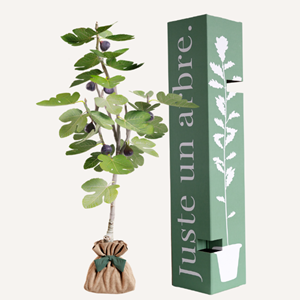 Figuier - idée cadeau