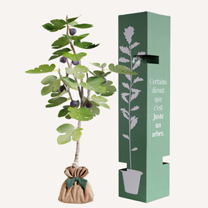 Figuier - idée cadeau