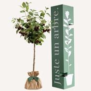 Cerisier bigarreau - idée cadeau