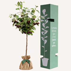 Cerisier bigarreau - idée cadeau