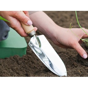 Transplantoir étroit gradué en acier inoxydable, manche bois fsc - nature