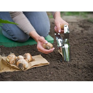 Plantoir à bulbes ø 6 cm en acier inoxydable, manche bois fsc - nature