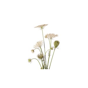 Carotte semences - huile essentielle bio - 10ml garantie chromacert® - chémotypé