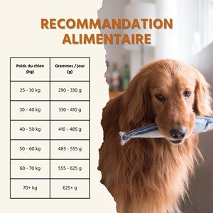 Wildfang® maxi adult croquettes au saumon et à la truite – sans céréales - 6 kg