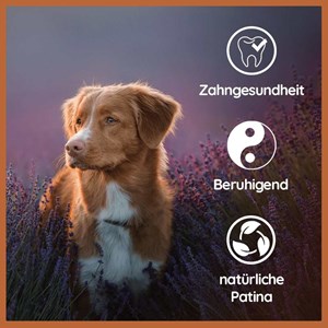 Pack chiot « bienvenue compagnon » - pour petits chiens jusqu'à 10 kg