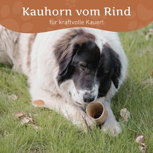 Corne de bœuf naturelle wildfang pour chiens 30 kg et plus