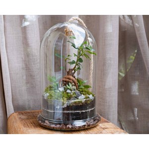 Kit terrarium 2 plantes diy bodhium