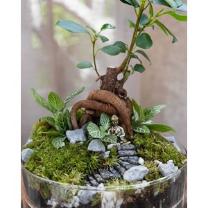 Kit terrarium 2 plantes diy bodhium