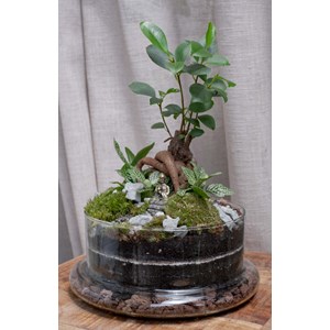 Kit terrarium 2 plantes diy bodhium