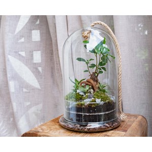 Kit terrarium 2 plantes diy bodhium