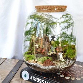 Kit terrarium 3 plantes diy japanoscope