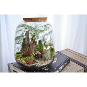Kit terrarium 3 plantes diy japanoscope