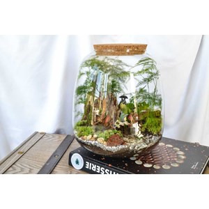 Kit terrarium 3 plantes diy japanoscope