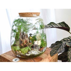 Kit terrarium 3 plantes diy japanoscope