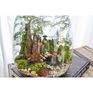 Kit terrarium 3 plantes diy japanoscope