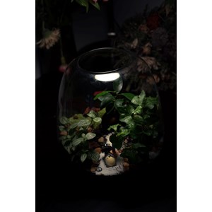 Kit terrarium 3 plantes diy jardin d’asie