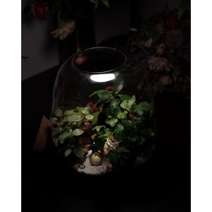 Kit terrarium 3 plantes diy jardin d’asie