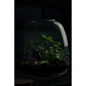 Kit terrarium 3 plantes diy jardin d’asie