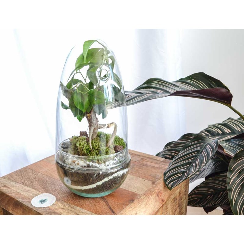 Kit terrarium plante diy bonsairium
