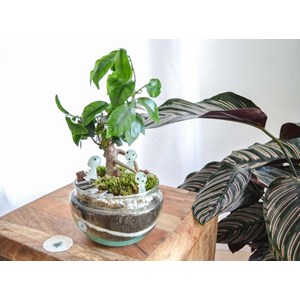 Kit terrarium plante diy bonsairium