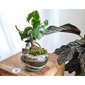 Kit terrarium plante diy bonsairium