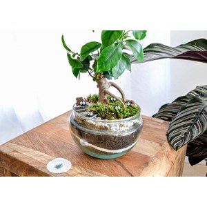 Kit terrarium plante diy bonsairium