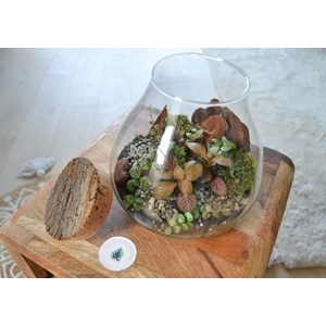 Kit terrarium plante diy canopée