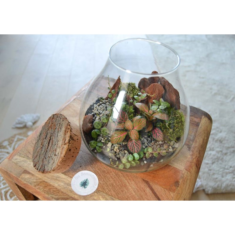 Kit terrarium plante diy canopée