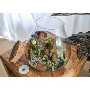 Kit terrarium plante diy canopée