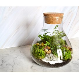 Kit terrarium plante diy sohna