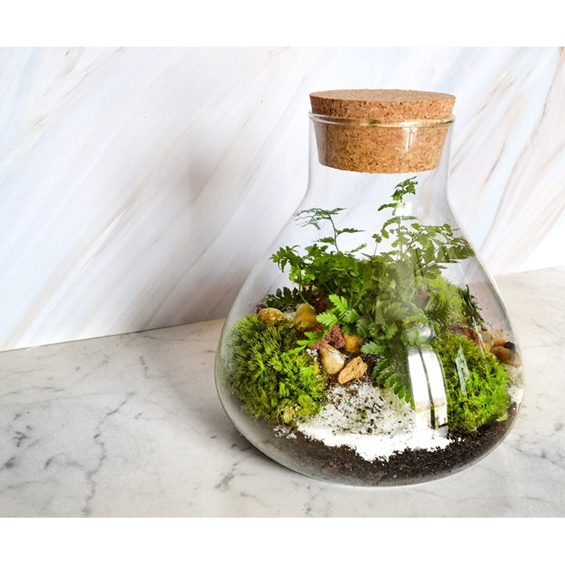 Kit terrarium plante diy sohna
