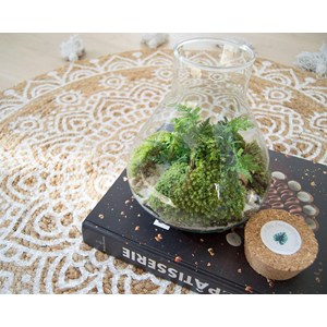 Kit terrarium plante diy sohna