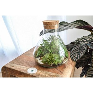 Kit terrarium plante diy sohna