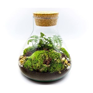 Kit terrarium plante diy sohna