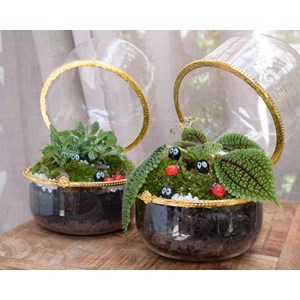 Kit terrarium plante marry green