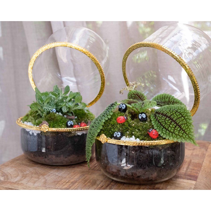 Kit terrarium plante marry green