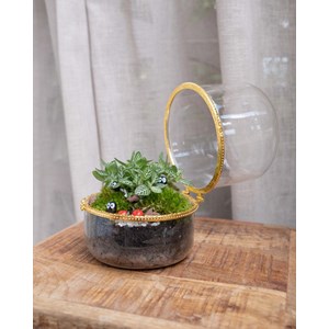 Kit terrarium plante marry green