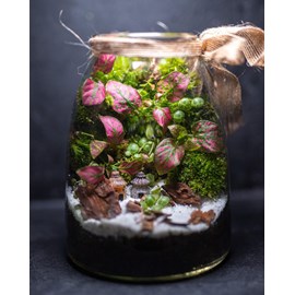 Kit terrarium vertical plante diy