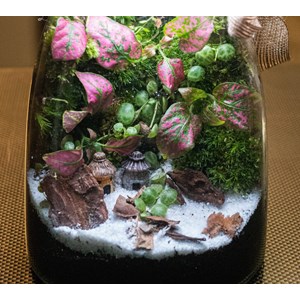 Kit terrarium vertical plante diy