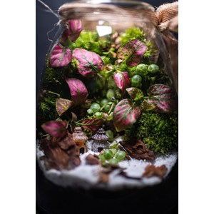 Kit terrarium vertical plante diy
