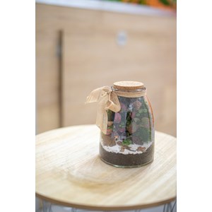 Kit terrarium vertical plante diy