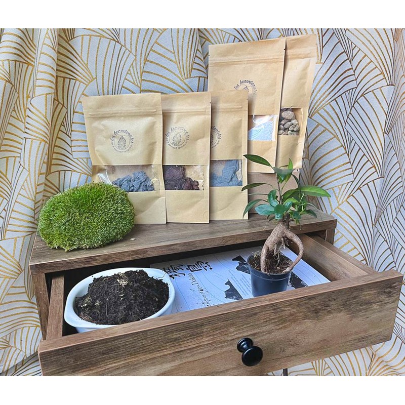 Kit terrarium plante diy 1 plante