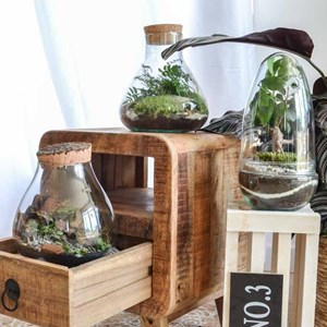 Kit terrarium plante diy 1 plante