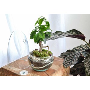 Kit terrarium plante diy 1 plante