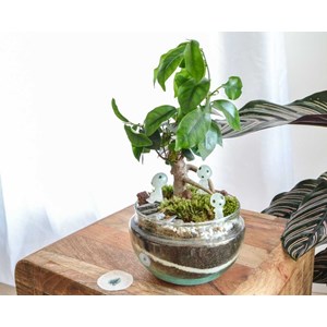 Kit terrarium plante diy 1 plante