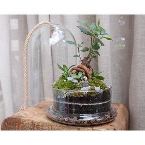 Kit terrarium plante diy 2 plantes