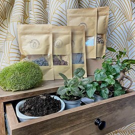 Kit terrarium plante diy 3 plantes