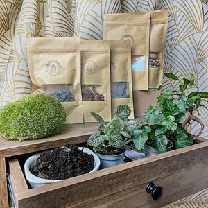 Kit terrarium plante diy 3 plantes